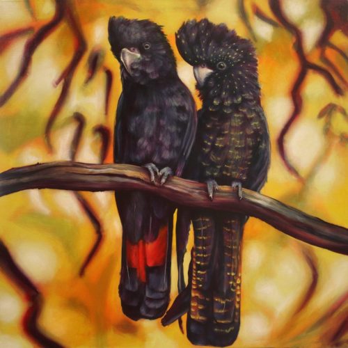 Black Cockatoos